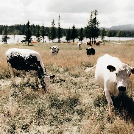 Hoyfjellshotel Hotel *